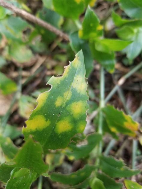 tradescantia leaf yellowing